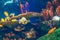 Shoal group of many red yellow tropical fishes in blue water with coral reef, colorful underwater world