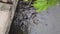 A shoal of Koi carp jostling for bread scraps