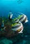 A shoal of longfin bannerfish