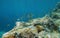Shoal of ornate wrasse fish Mediterranean sea