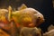 Shoal of piranha fishes in an aquarium