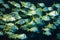 Shoal of porkfish grunts