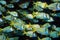 Shoal of porkfish grunts