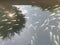 Shoal of reared japanese koi fishes