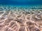 Shoal of Sargos or White Seabream swimming at the coral reef in the Red Sea, Egypt