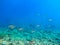 Shoal of Sargos or White Seabream swimming at the coral reef in the Red Sea, Egypt