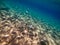 Shoal of Sargos or White Seabream swimming at the coral reef in the Red Sea, Egypt