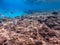 Shoal of Sargos or White Seabream swimming at the coral reef in the Red Sea, Egypt