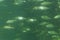 Shoal of Scardinius dergle fish on Krka River