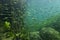 Shoal of Scardinius dergle fish on Krka River