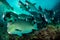 Shoal of scary green humphead parrotfish swimming in an ocean water