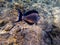 Shoal Surgeon fish at the red sea coral reef. View in backside Acanthurus sohal.