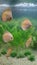 Shoal of white leopard discus fish