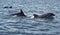 Shoal of wild dolphins swim