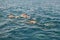 Shoal of wild dolphins swim in the Indian Ocean, Maldives