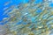 Shoal of yellowfin goatfish