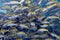 Shoal of yellowfin goatfishes in red sea