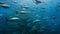 shoal of yellowfin tunas swim underwater in the Pacific ocean