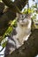 Shocked cat sits on a tree