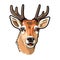 Shocked Deer Face Sticker On Isolated Tansparent Background, Png, Logo. Generative AI