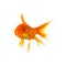 Shocked goldfish