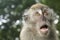 Shocked monkey expression