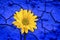 Shocking Blue Wall and Yellow Flower