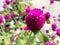 Shocking pink flower focused with green leaves