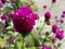 Shocking pink flower focused with green leaves