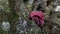 Shocking pink millipede catch earthworm in the tropical rain forest.