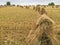 Shocks of wheat in Ohio field