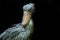 Shoe- billed stork
