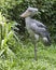 Shoe-billed Stork in jungle