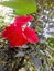 Shoe Flower. Kerala .Red  colour