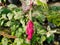 shoe flowers that wither after flowering