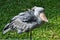 Shoebill