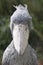 Shoebill