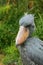 Shoebill