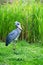 Shoebill