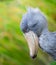 Shoebill, Abu Markub