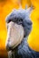 Shoebill, Abu Markub