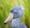 Shoebill, Abu Markub