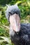 Shoebill (also known as whalehead or shoe-billed stork)