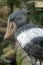 Shoebill, also known as whalehead, is a whale-headed stork. This picture features its iconic shoe-billed head. The showbill can