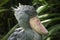 Shoebill (Balaeniceps rex)