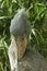 Shoebill balaeniceps rex