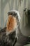 Shoebill,Balaeniceps rex, also known as whalehead is a large tall bird and lives in tropical east Africa.It has huge, bulbous bill