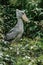 Shoebill,Balaeniceps rex, also known as whalehead is a large tall bird and lives in tropical east Africa.It has huge, bulbous bill