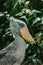 Shoebill,Balaeniceps rex, also known as whalehead is a large tall bird and lives in tropical east Africa.It has huge, bulbous bill