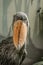 Shoebill,Balaeniceps rex, also known as whalehead is a large tall bird and lives in tropical east Africa.It has huge, bulbous bill